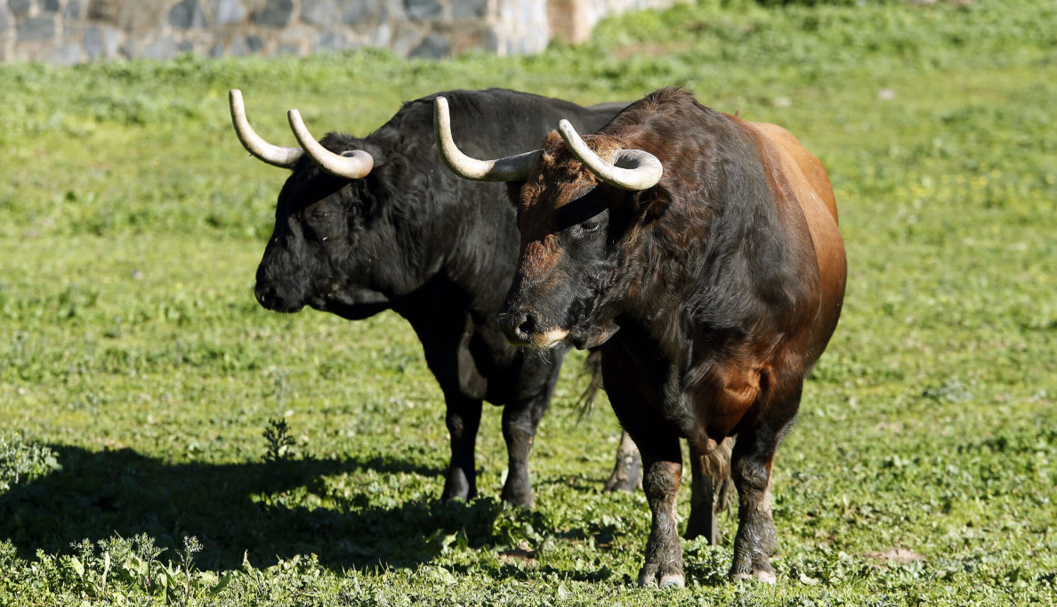 El Parralejo, una belleza de camada para 2024