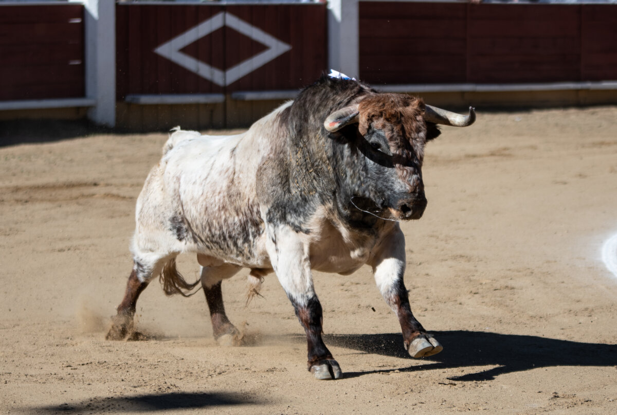 Definidos los duelos ganaderos de la Copa Chenel 2024