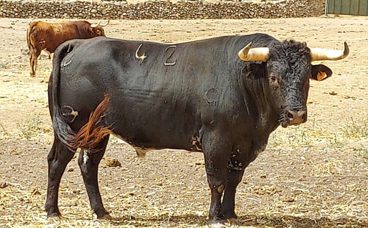 Los toros de Osborne para la corrida de Lucena del Puerto