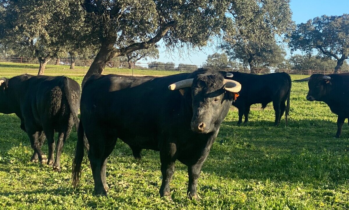 Fernando Domecq hijo: “Queremos seguir con la pasión y el legado de nuestro padre, pero siempre desde la humildad”