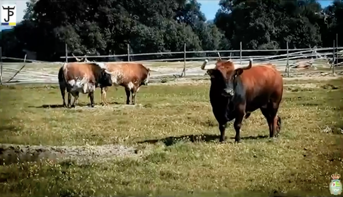 Así son los toros de Peñajara para la corrida de Villaseca de la Sagra