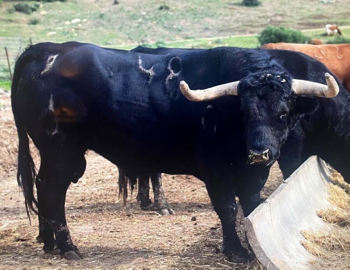 Aspirante, segundo toro de La Palmosilla reseñado para San Fermín