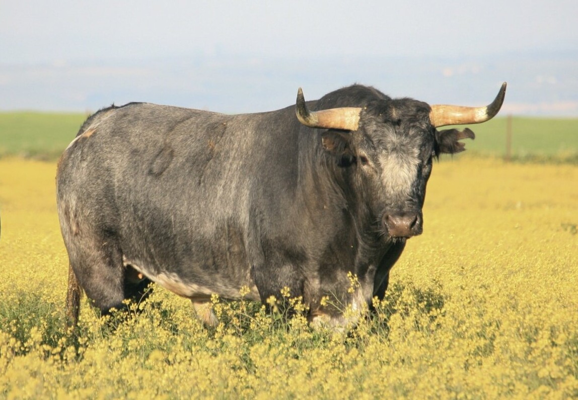 Miura debutará en una plaza isleña en la próxima primavera