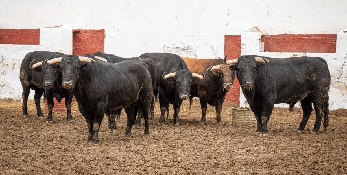 Cuatro toros de Puerto de San Lorenzo y dos de La Ventana del Puerto para el cierre de La Magdalena
