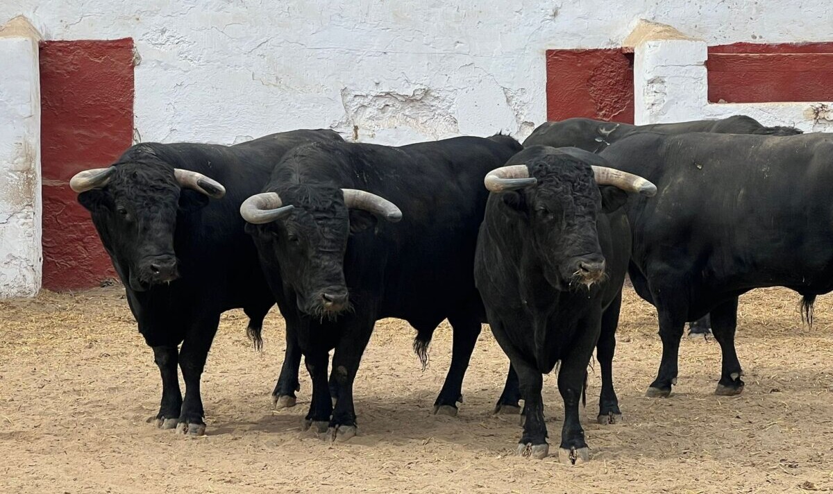 Sobrado, de Fermín Bohórquez, abre el festejo de rejones de Castellón