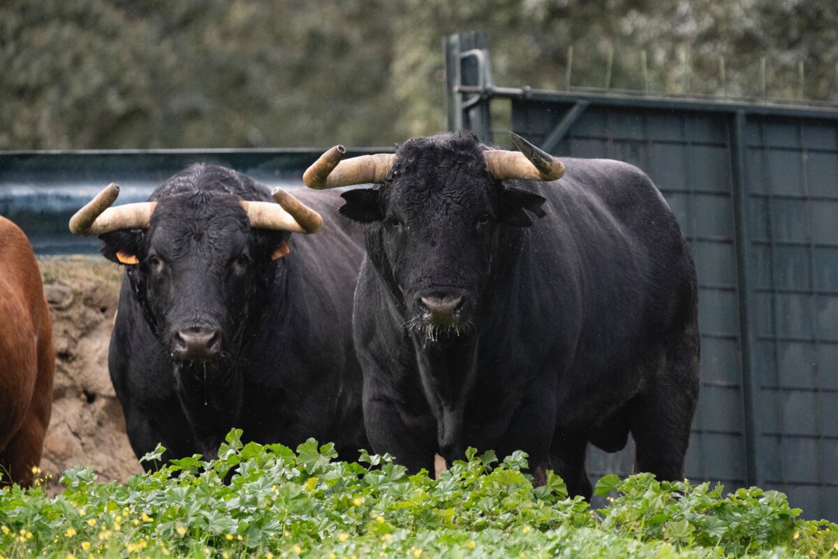 Un rematado encierro de Alcurrucén para la benéfica de Toledo