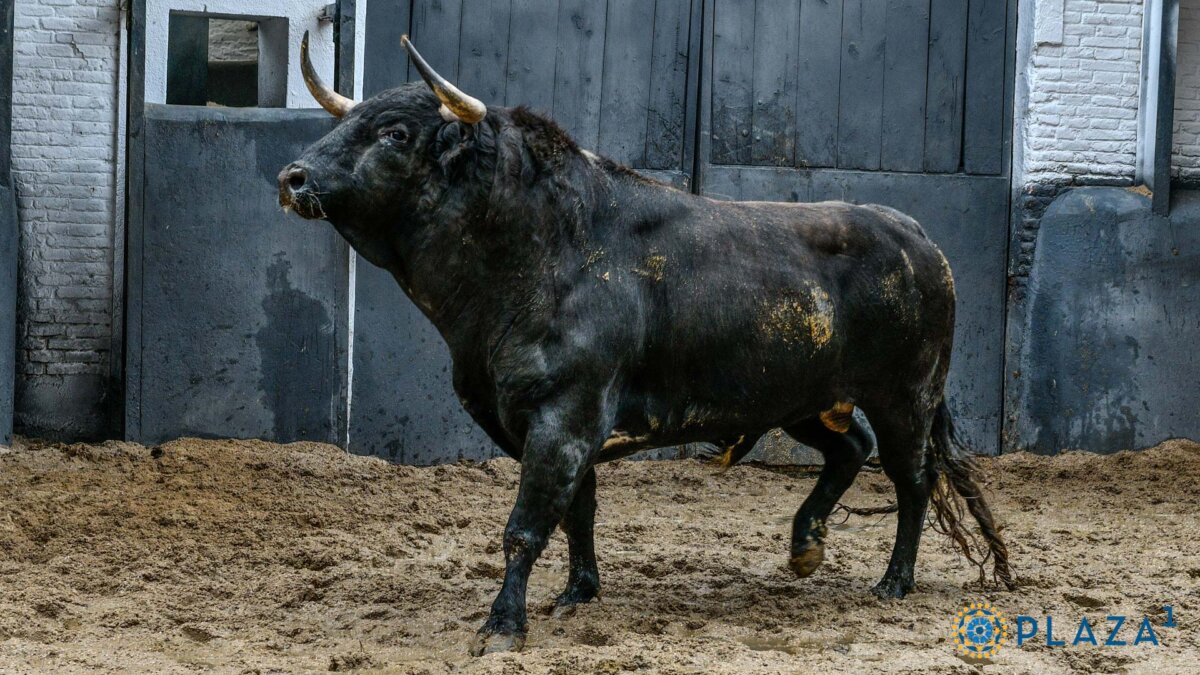 Dias Gomes confirma alternativa con Alambrisco en Madrid