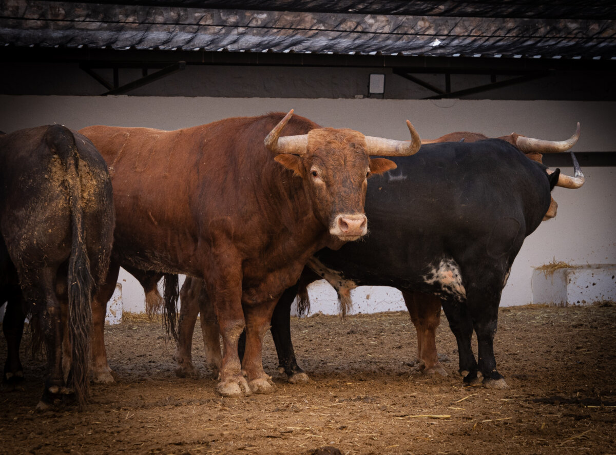 Listos los toros de la mixta para Pablo Hermoso, Morante y Nek Romero esta tarde en Valencia