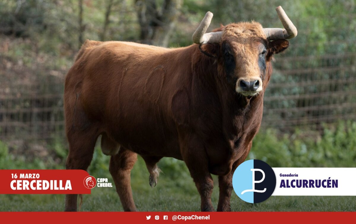 Los toros de Vellosino y Alcurrucén para este sábado en Cercedilla