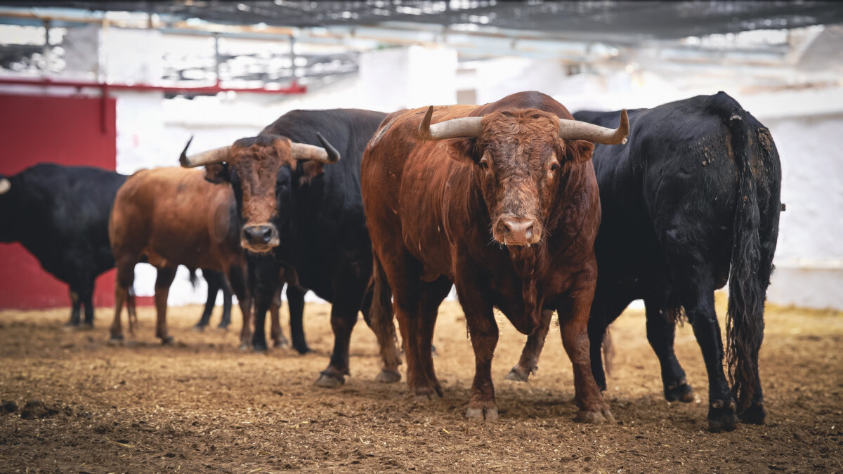 Un encierro de Montalvo cierra la Feria de Fallas de Valencia