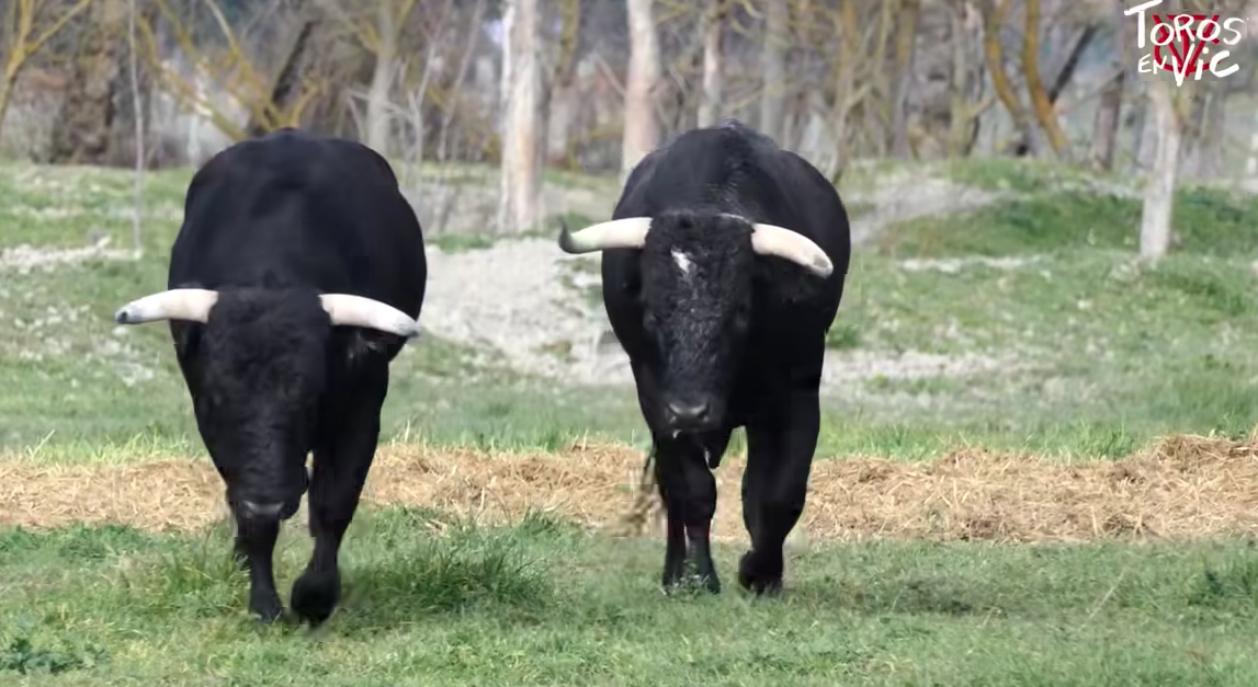 Estos son los novillos de Raso de Portillo para Vic-Fezensac