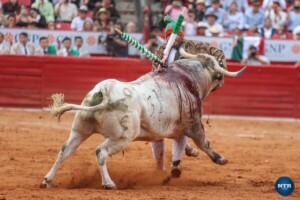 Foto: NTR Toros