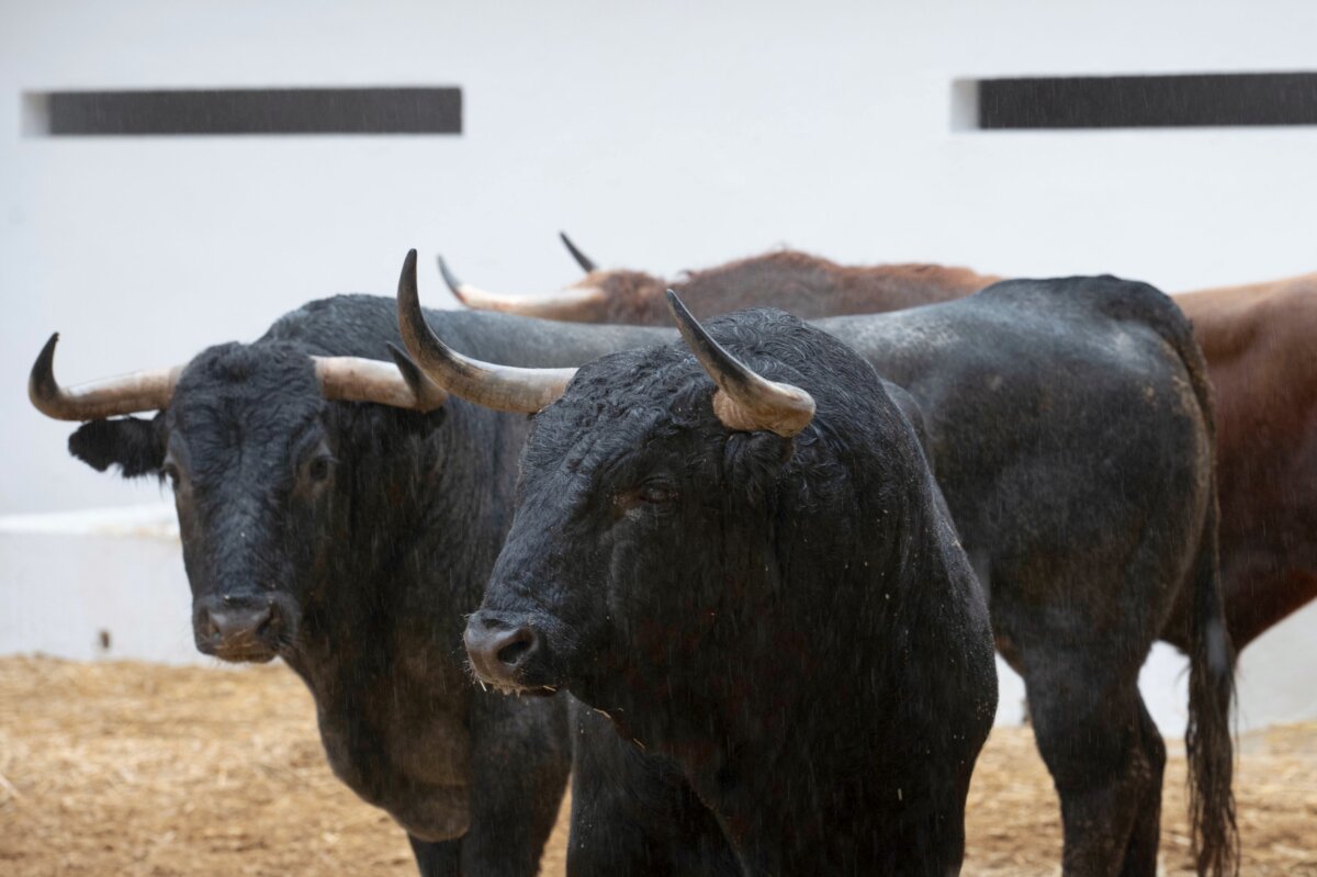 Novedades ganaderas para la apuesta de Román en Valencia