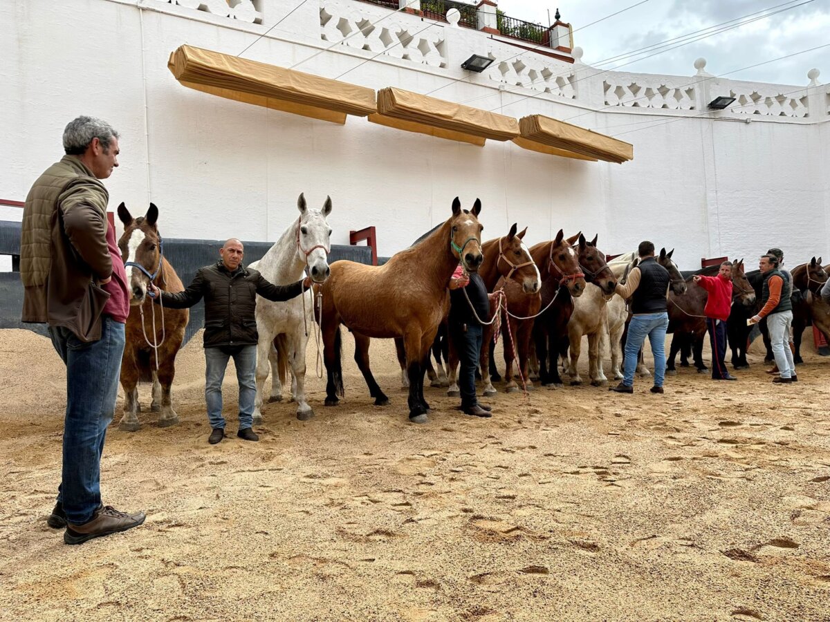 Sevilla, a punto: así fue el reconocimiento de la cuadra de picar para la temporada 2024