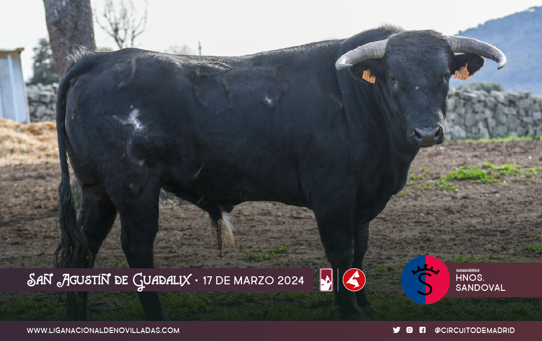 Los novillos de Cerro Longo y Hermanos Sandoval para el Circuito de Madrid