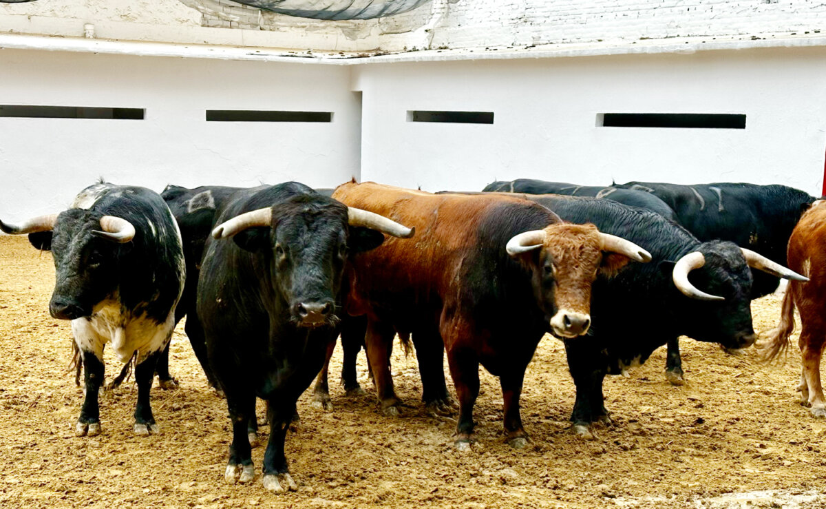 Afanoso, de Chamaco, para abrir las Fallas de Valencia