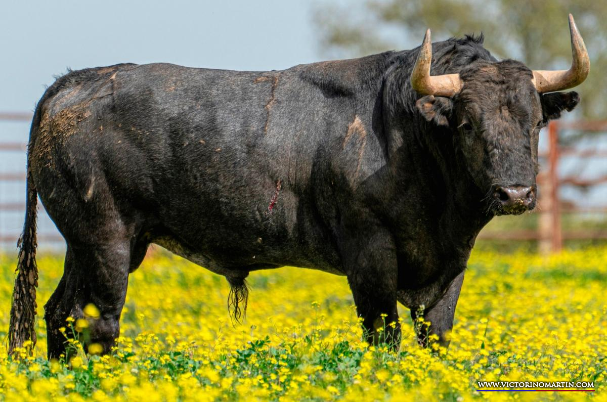 Veranero, el toro de Victorino Martín para la gesta de Ureña en Lorca