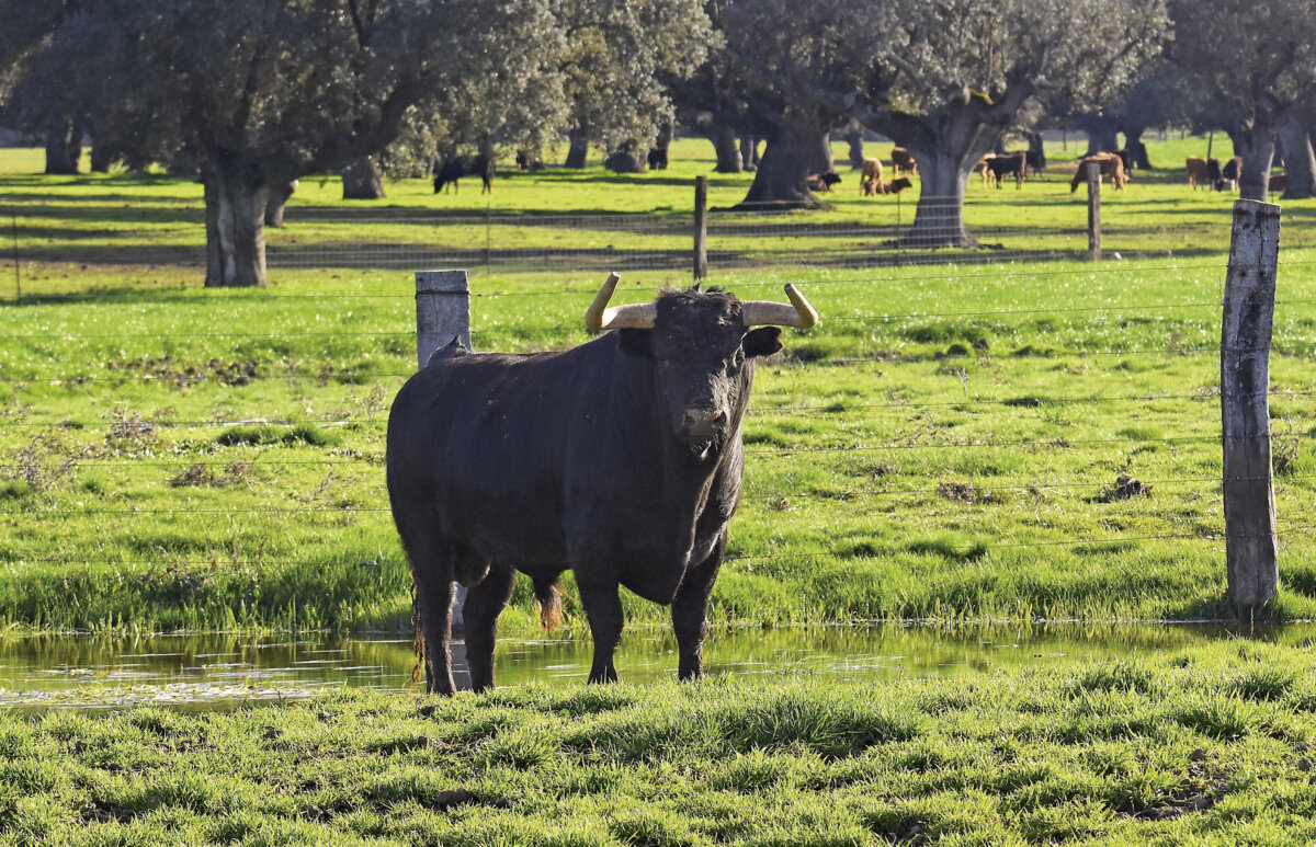 Montalvo: por méritos propios