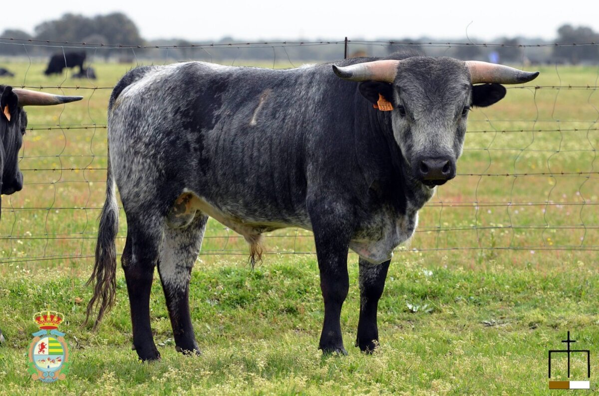 Los erales de María Cristina Huertas y Carlos Serrano para la primera del Alfarero de Plata