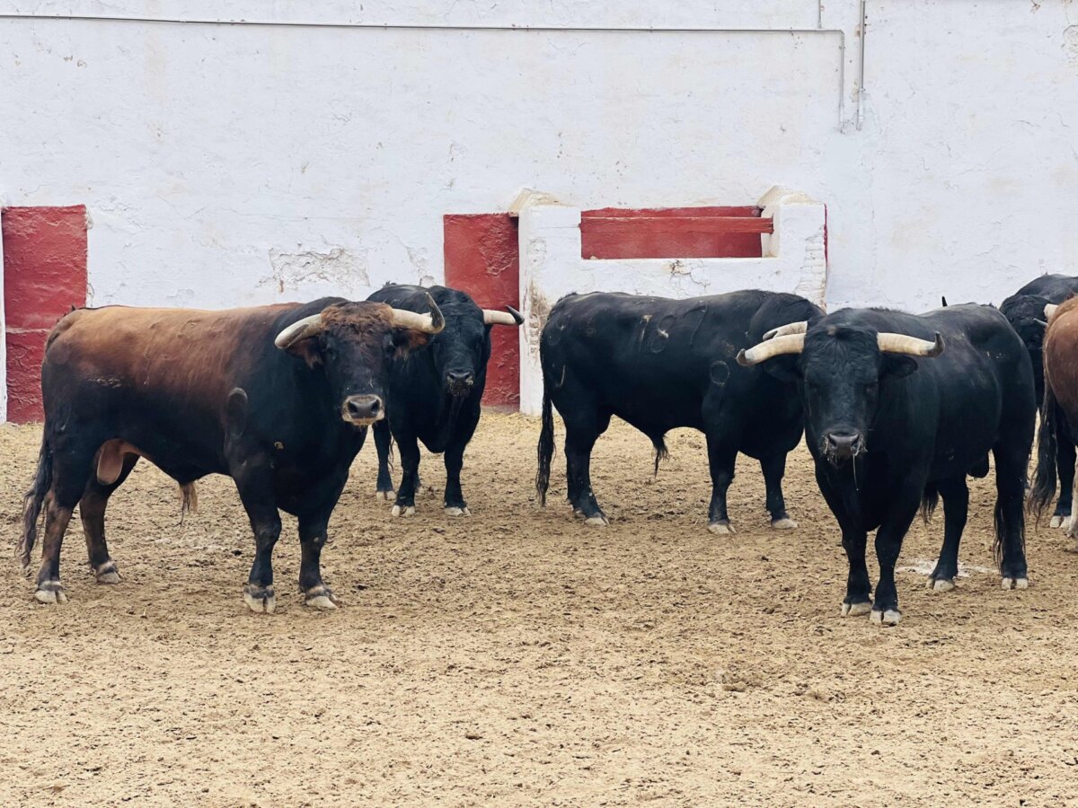 Decorador, de Hnos. García Jiménez, abre la tarde en Castellón