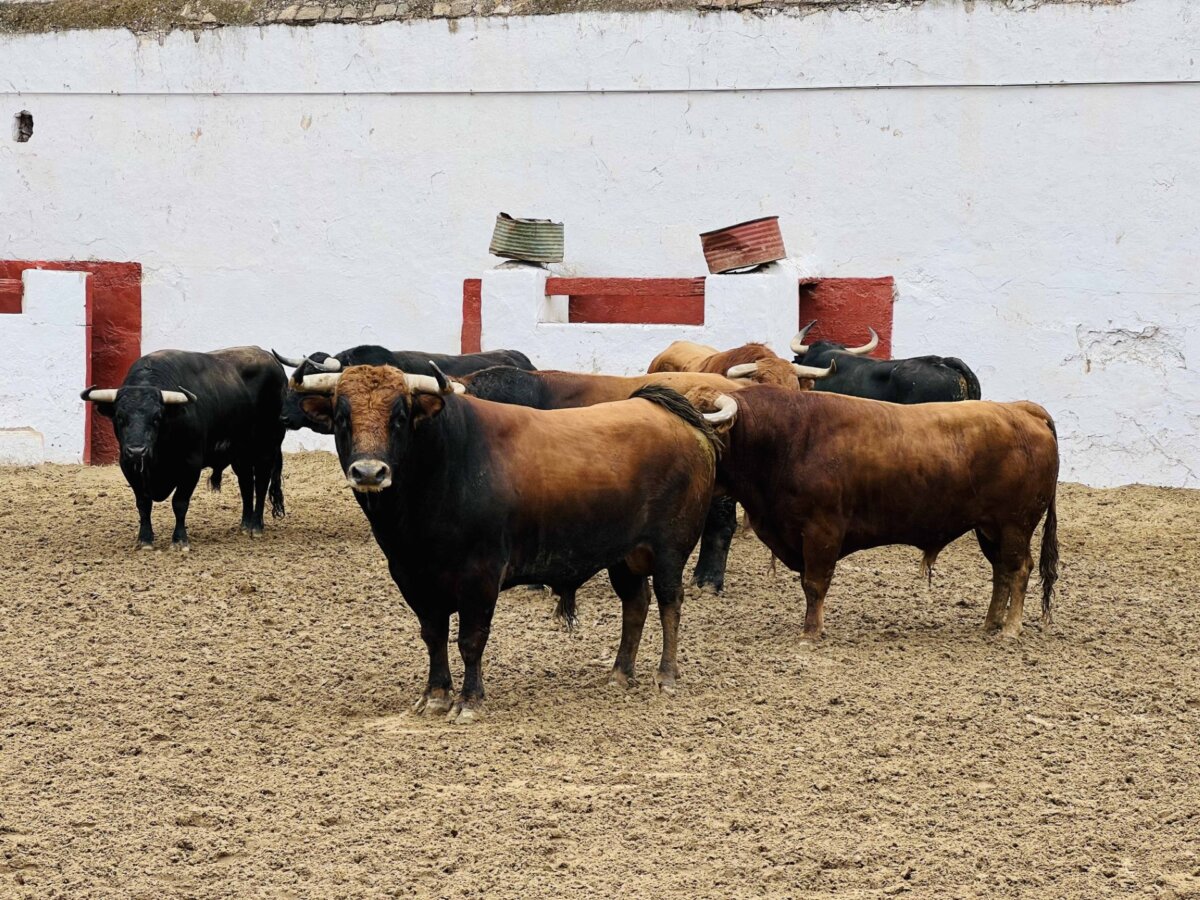 Álvaro Núñez remienda a Domingo Hernández en el cartelazo de arte de Castellón