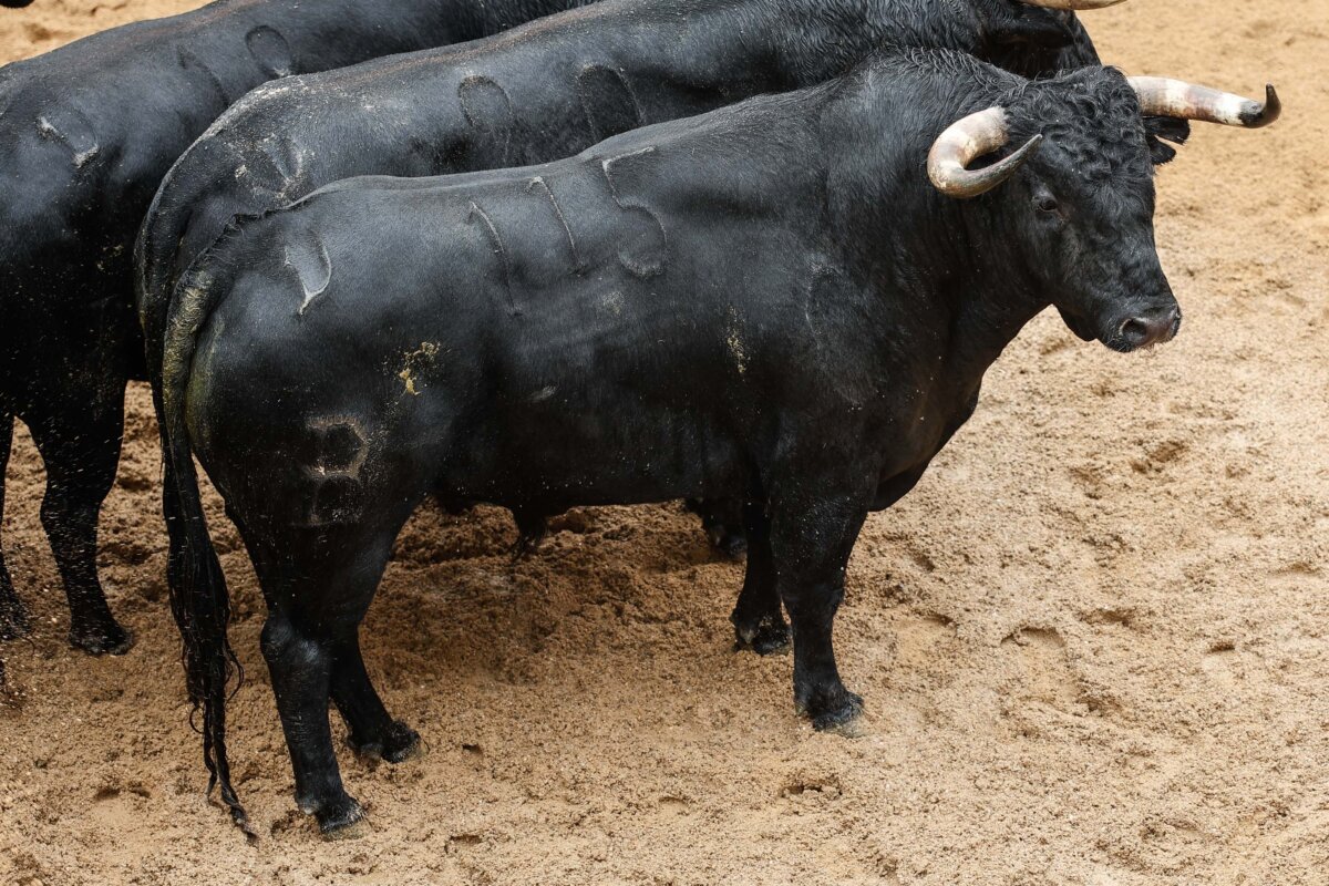 Amistoso, de Fermín Bohórquez, abre la segunda de abono en Sevilla