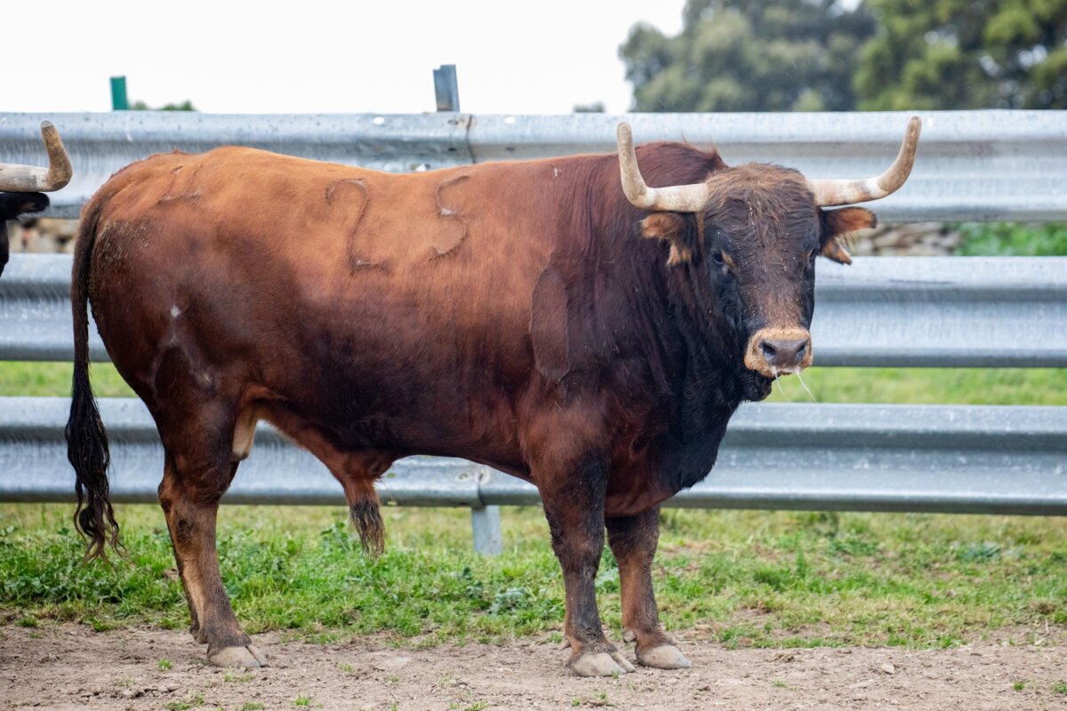 Los toros de Daniel Ruiz para el cartelazo de San Jorge