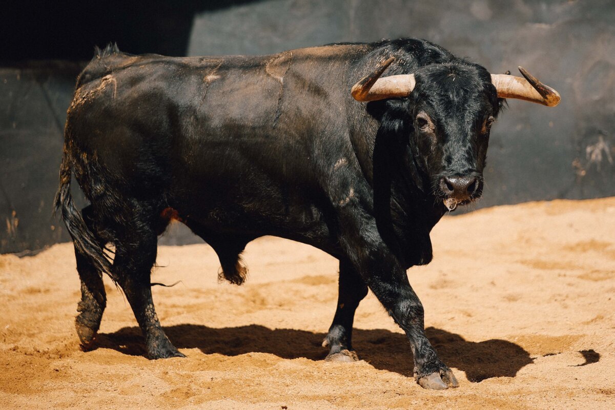 Panadero, de El Parralejo, abre la tarde en Sevilla