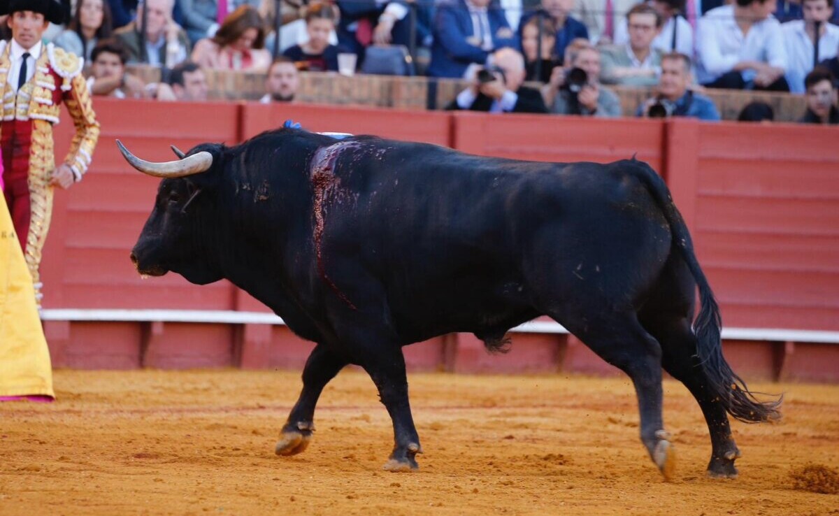 Santiago Domecq: "Hay decisiones del palco que no se entienden... me hubiera encantado llevármelo a casa"