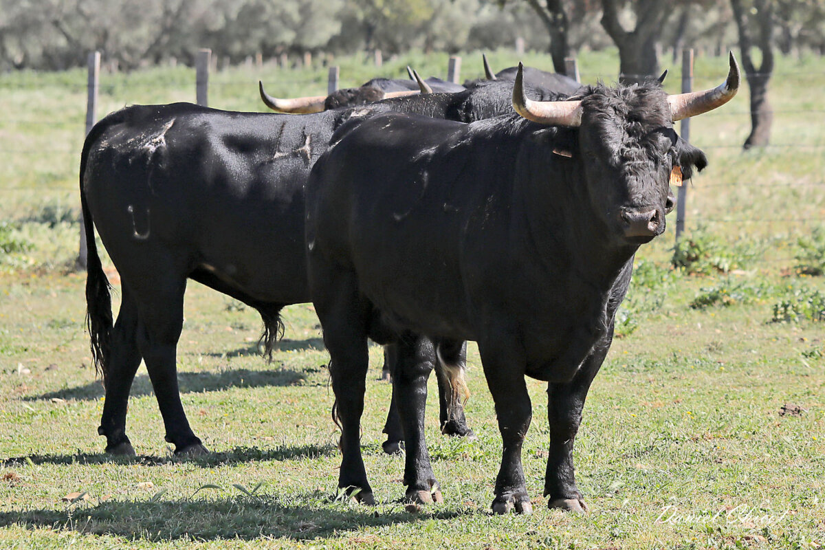 Seriedad y trapío de Valverde para la novillada de Saint Martin de Crau