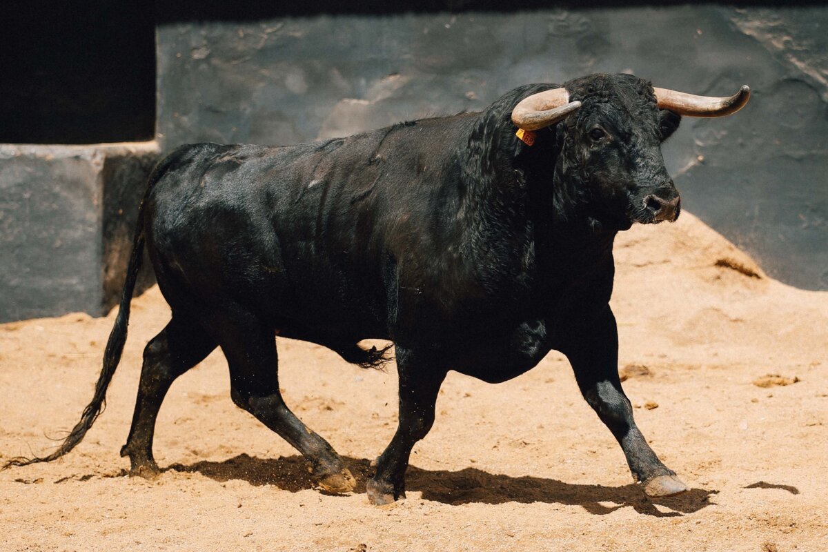 Ignorado, de San Pelayo, abre la de rejones en Sevilla