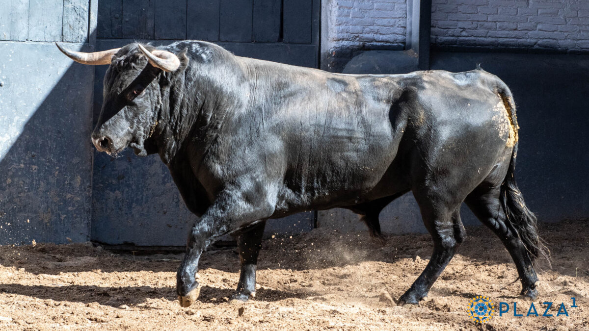 Seis de Los Chospes para la última novillada del mes de abril en Madrid
