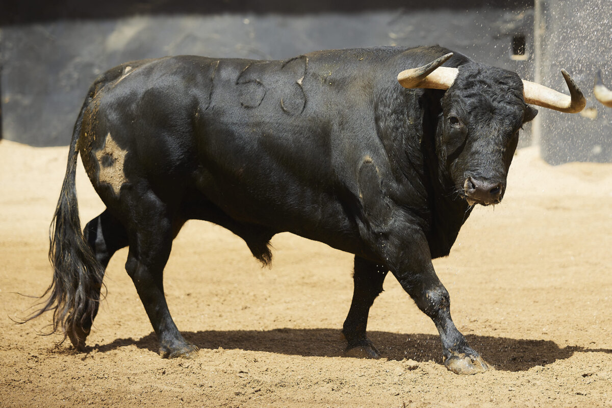 Picarón, de Jandilla, abre plaza esta tarde en Sevilla