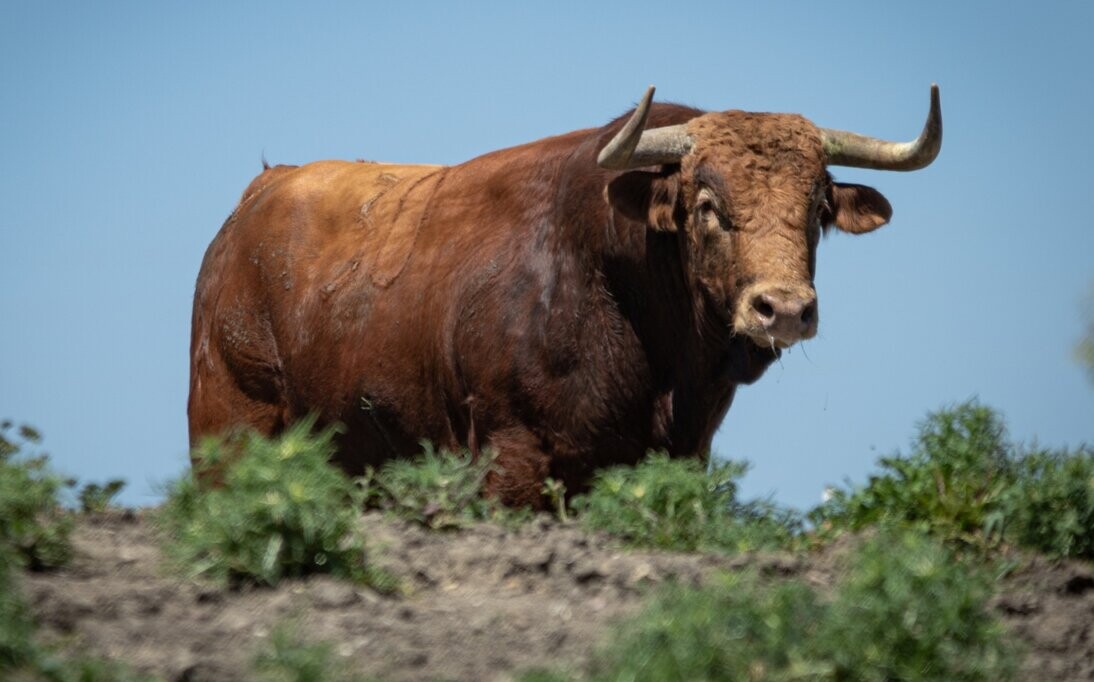 Los toros de Álvaro Núñez para el cartel estrella de la Feria de San Jorge de Zaragoza
