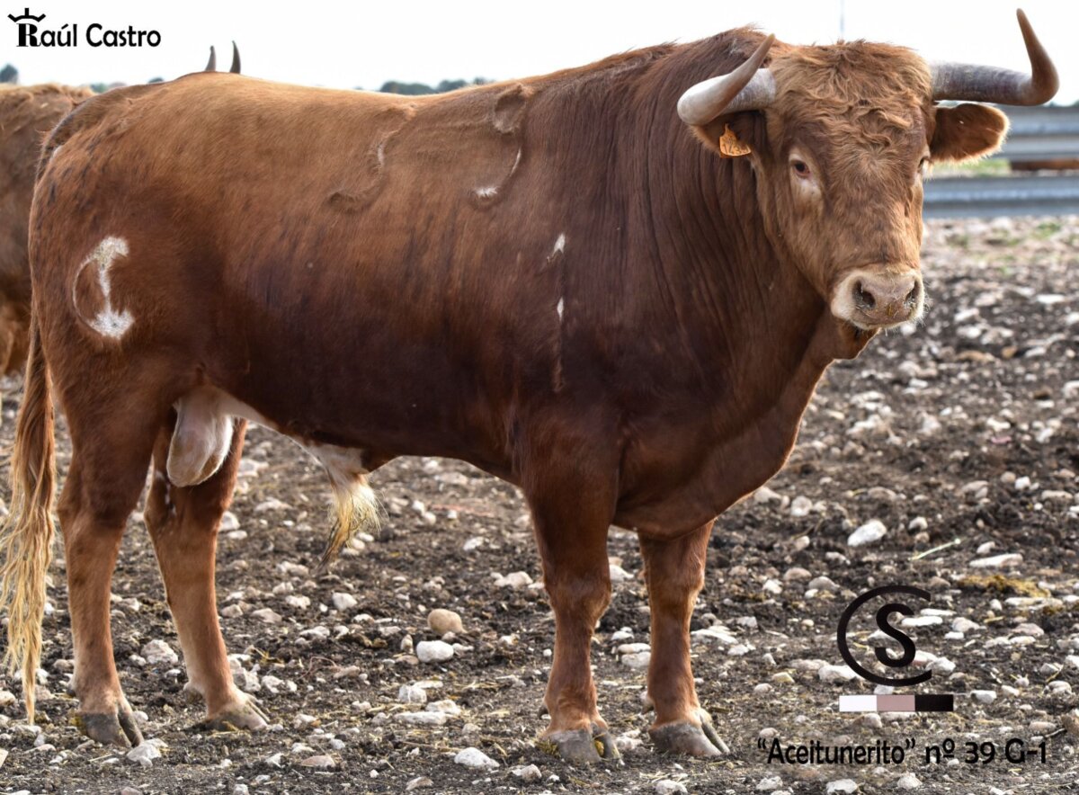 "Aceitunero", el novillo del esperado regreso de Concha y Sierra a Las Ventas
