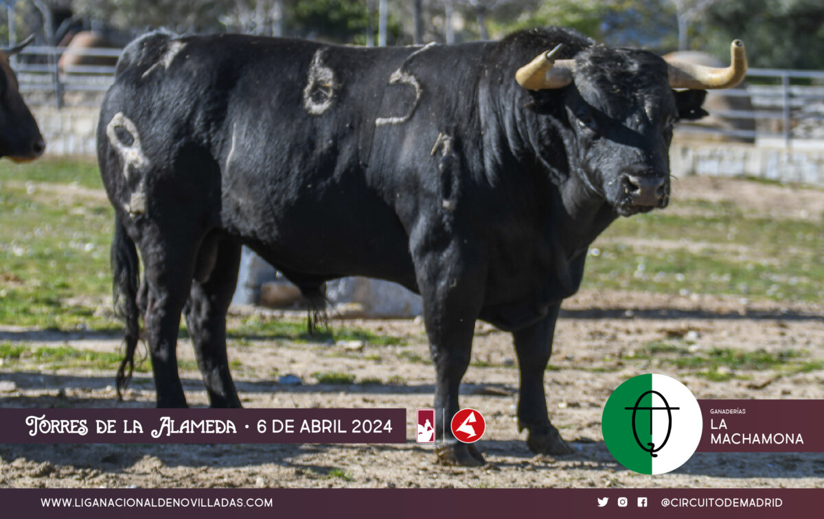 Victoriano del Río y La Machamona, duelo en Torres de la Alameda