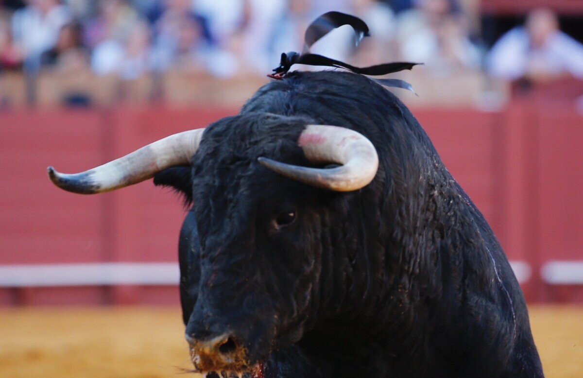 Los toros de Juan Pedro Domecq lucieron divisa negra