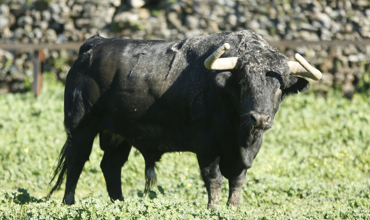 Rafael Molina, de El Parralejo: "Lo fácil es subirlo, pero lo bonito es llevar el toro que Sevilla ha buscado siempre"