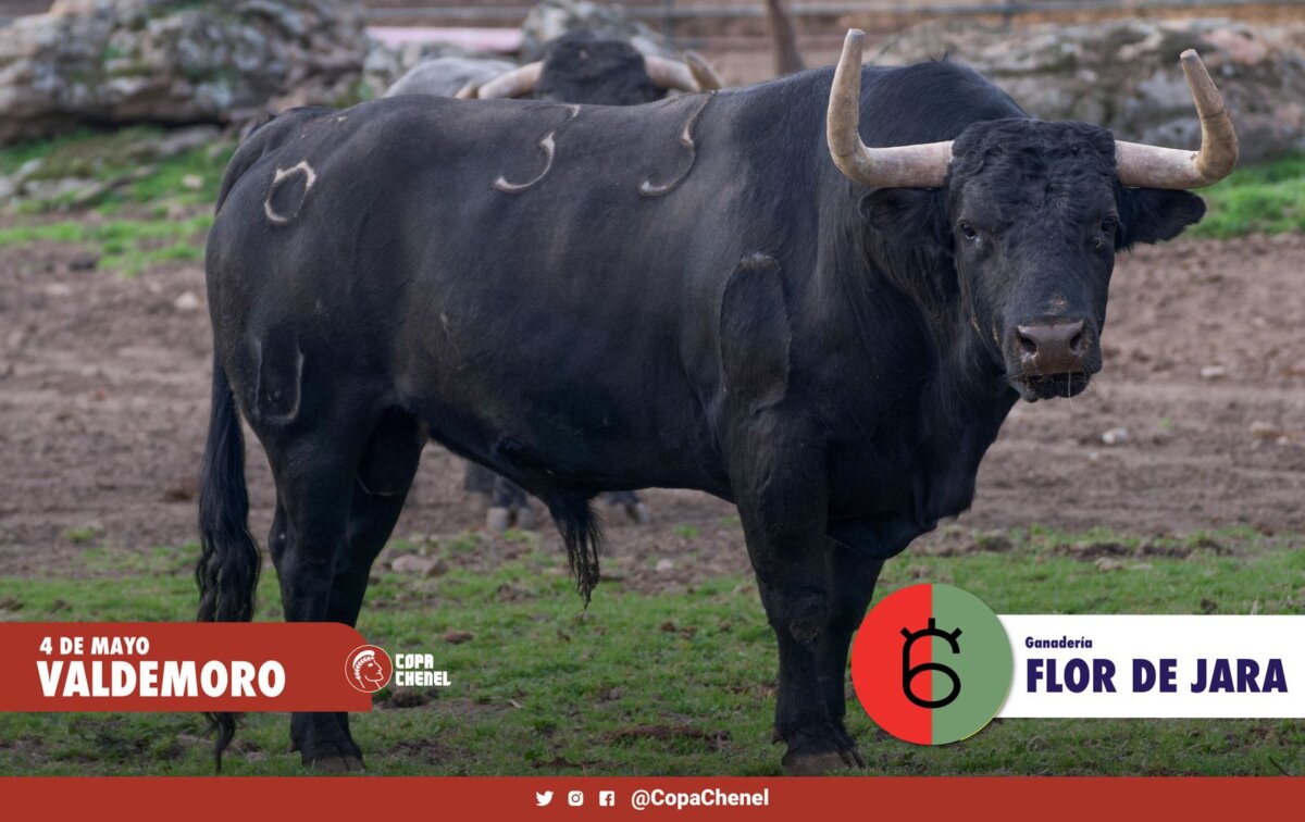 Los toros de Flor de Jara y Ángel Luis Peña para el regreso de los festejos a Valdemoro