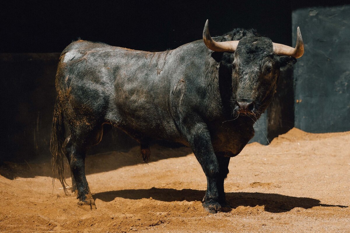 Minueto y Plantaviñas, los Victorinos para la gesta de Roca Rey en Sevilla