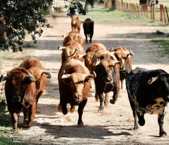 Los toros de Pedraza de Yeltes para la feria de Dax