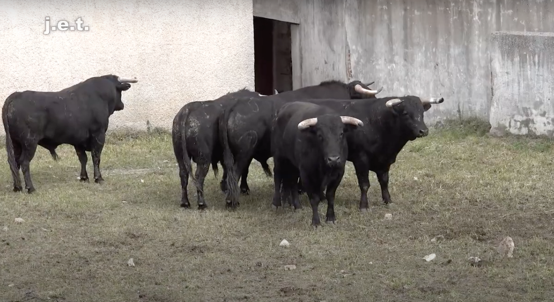 Sorteados los de Hnos. García Jiménez y Olga Jiménez para esta tarde en Brihuega