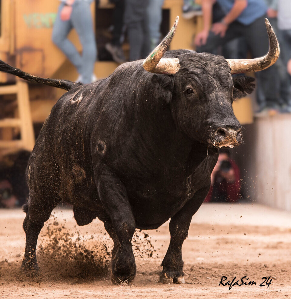 Las Provincias apuesta por la información de “bous al carrer”