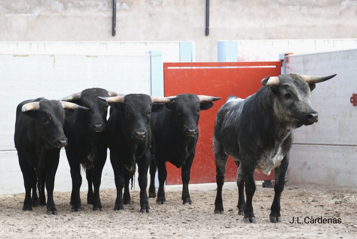 Sorteados los erales de Carlos Serrano y Cristina Huertas para el Alfarero de Plata