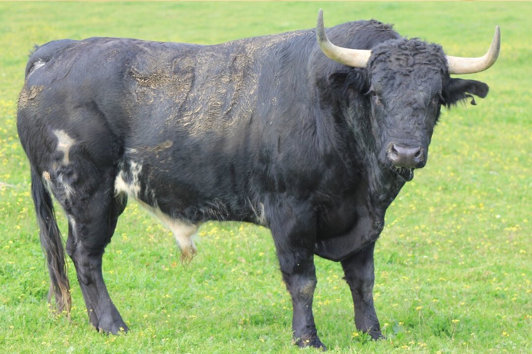 Imponente desafío Conde de la Corte vs Palha para la Feria del Aficionado