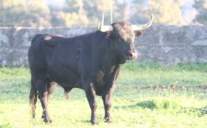 Un toro, número 76, de Conde de la Corte, reseñado para Vic-Fezensac.
