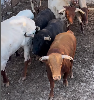 Los toros de Santiago Domecq, rumbo a la Maestranza de Sevilla