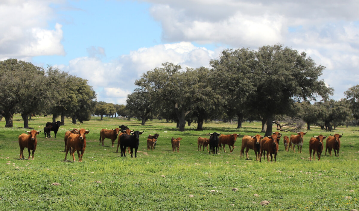 Toros y linces contra el ecologismo de salón