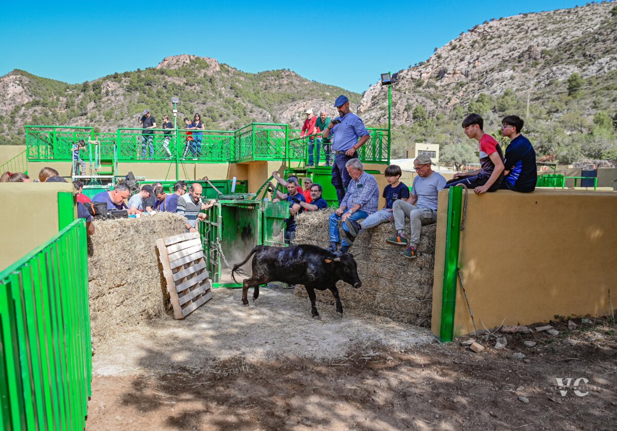 Herradero en la ganadería castellonense de Daniel Ramos