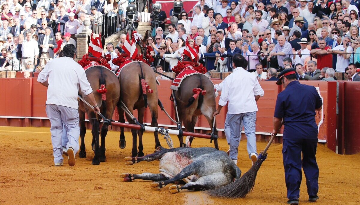 El sueño "Dorado" de La Quinta (El jueves de farolillos, en vídeo)